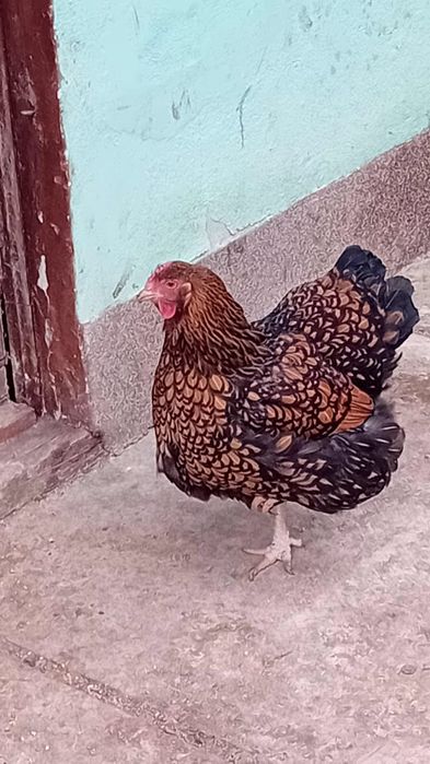Schimb gaini pe gaste