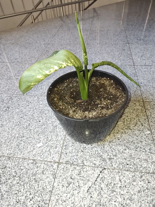 Vând plante Difenbachia