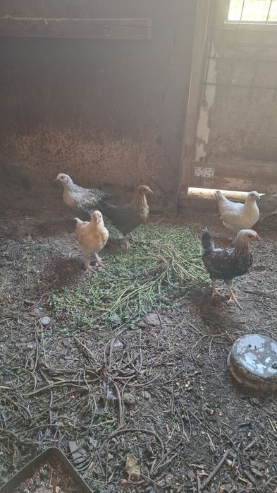 Продам цыплят подросших