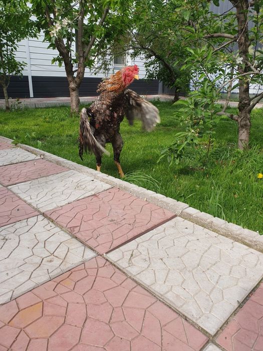 Петух дакан бойцовый