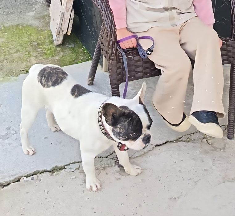 Fransuz buldogi (Французский бульдог): 1 250 000 so’m