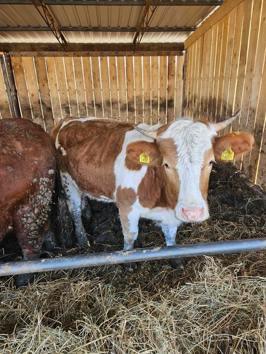 2 juninci de vanzare