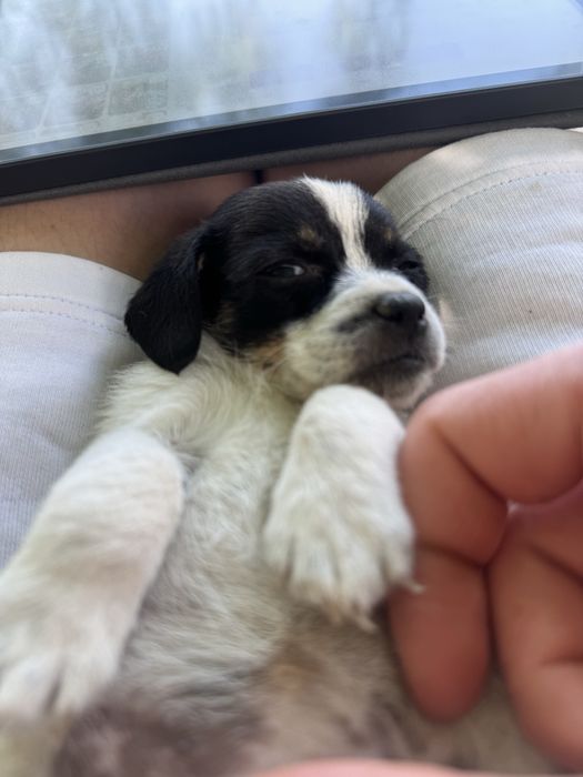 Pui de cățel spre adopție – talie mică/medie, foarte iubitori și jucăuși