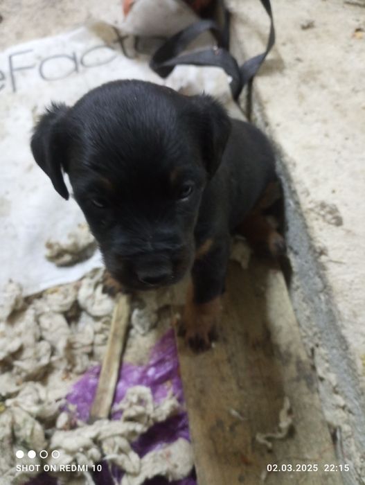 Продам Щенков Яктерьера