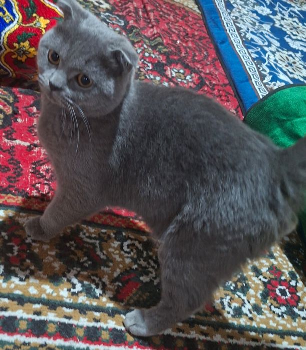 Акилли мушугимиз сотилади