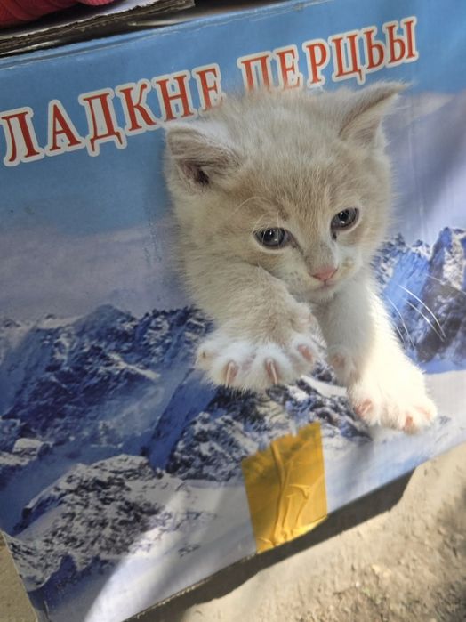 Продам не дорого