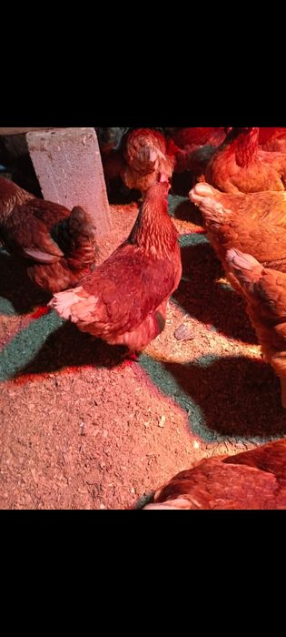 Куры ломан Браун