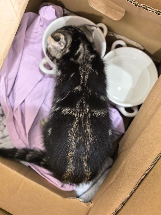 Девочка вислоушка