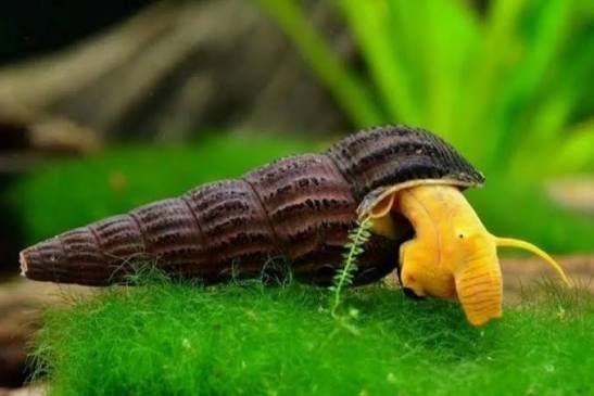 Продам улиток кролики