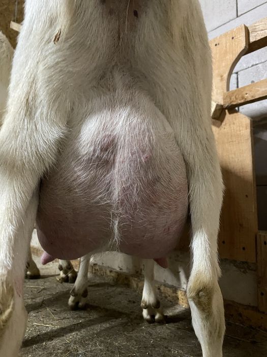 Vand tapisori saanen din mame bune de lapte