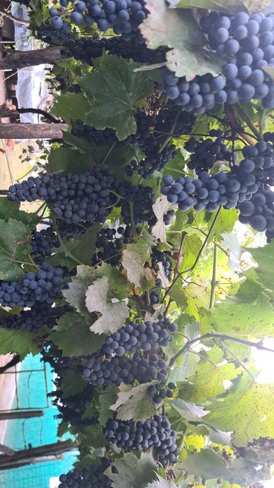 Vând struguri producători,  boltă