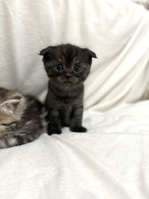 Вислоухие котята