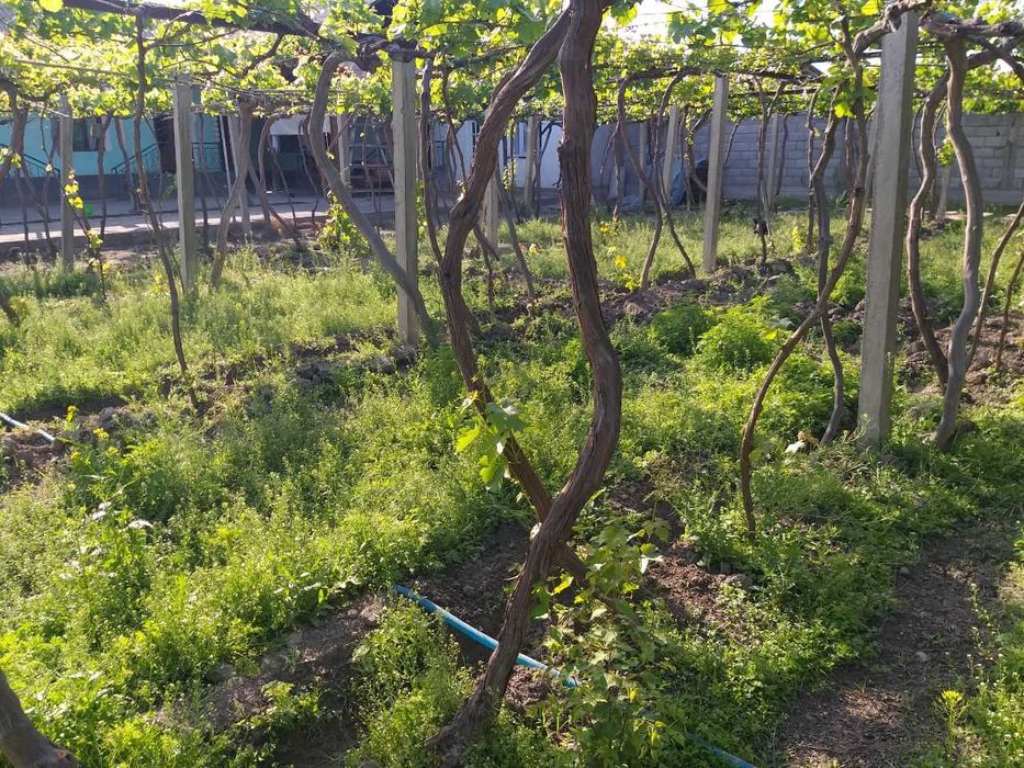 Qumtepa bozori oldida Hovli uy sotiladi