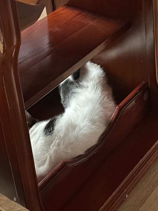 Отдам котика в добрые руки