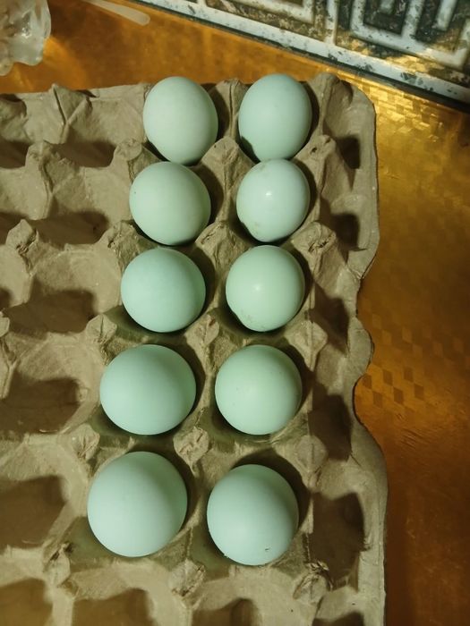 Лакеданзи хурозчалари сотувда !