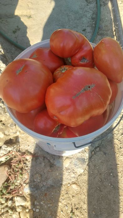 Rosii de gradina
