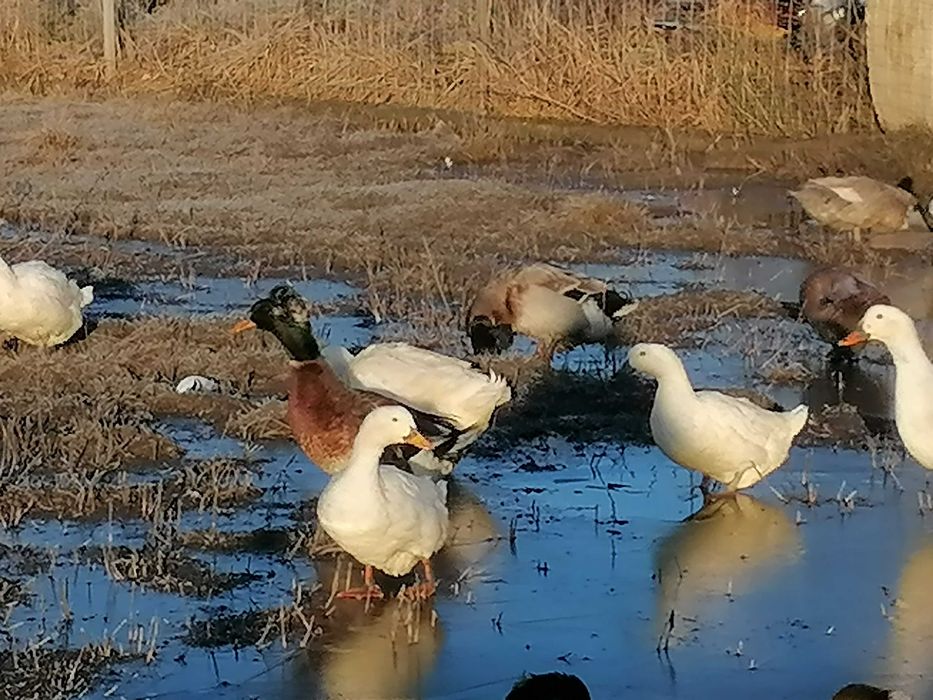 Bibilici (pichiri), gâște, rațe de vânzare.