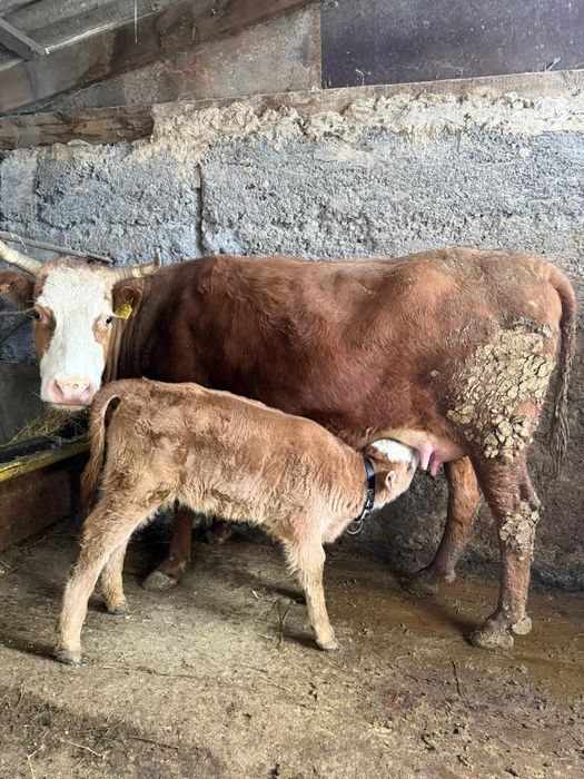 Продам корову с теленкой
