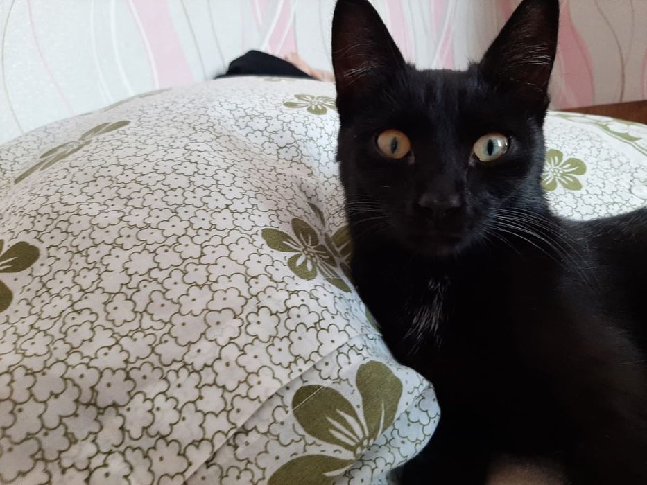 Молодая кошечка ищет хозяина