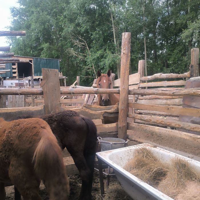 Құлындар сатылады