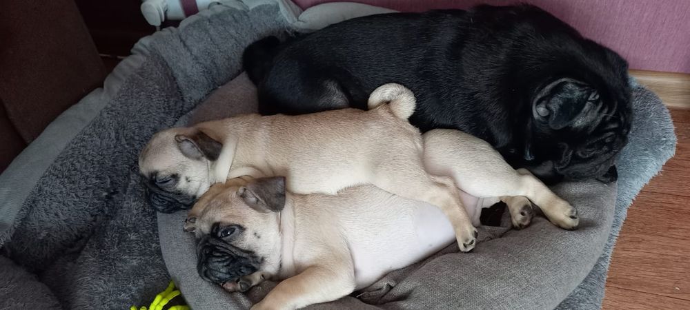 Сладкий мальчишка