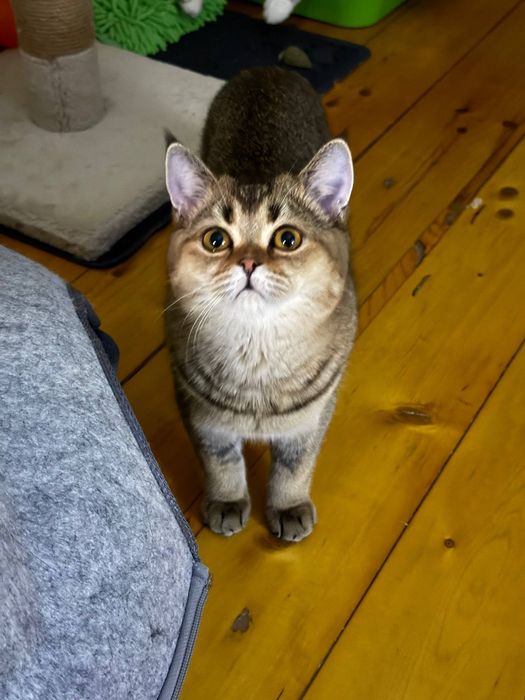 Золотоая шиншилла 13 серии