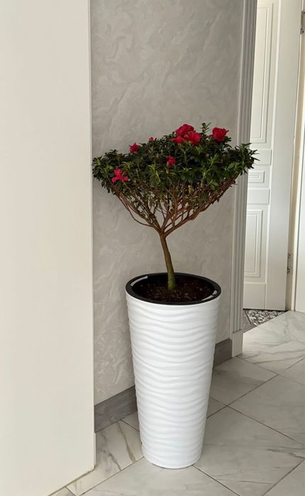 Азалия цветы. Красивые