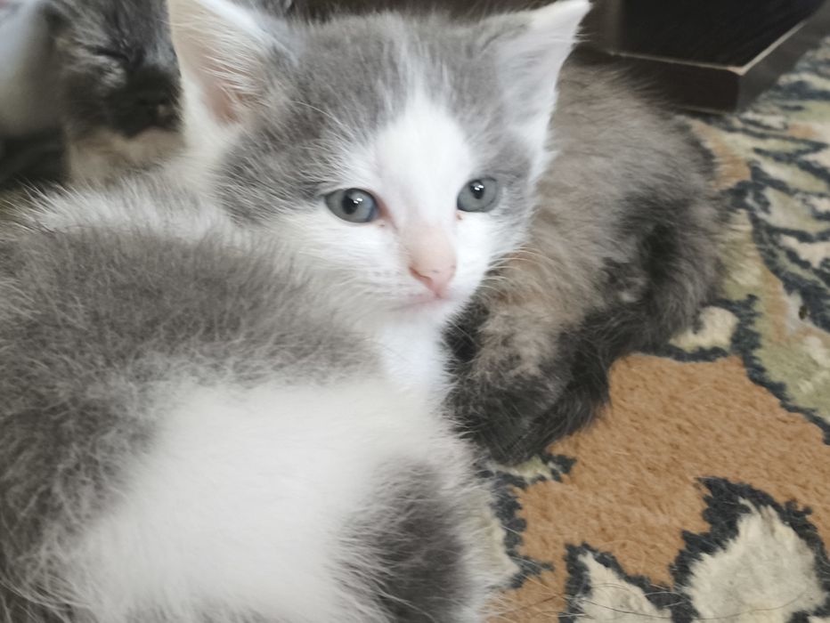 отдам котят в хорошие руки