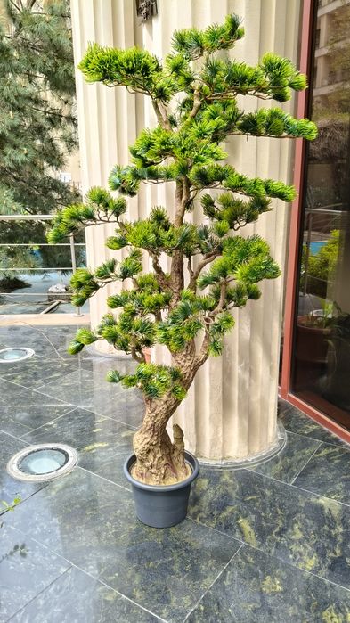 bonsai japonez ' Casa si gradina ' OLX.ro