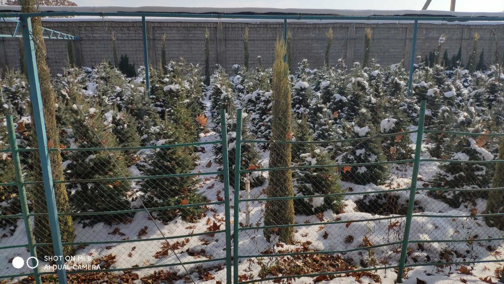 Голубая (зеленая) ель