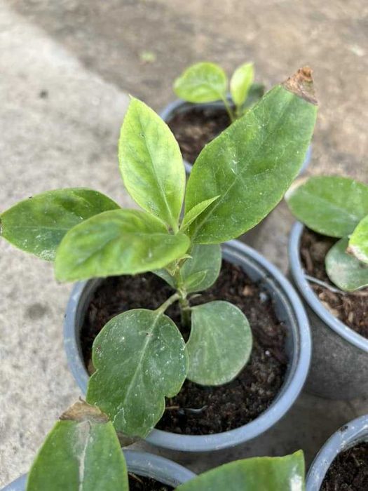 Kadsura cocconie kochatlari sotiladi sovuqga chidamli