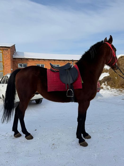 Продаетца американский рысак