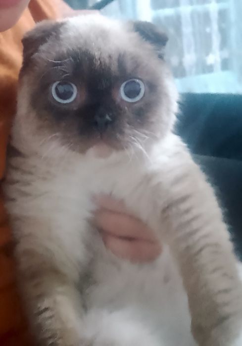 Mushuk sotiladi scottish fold oʻgʻil bola