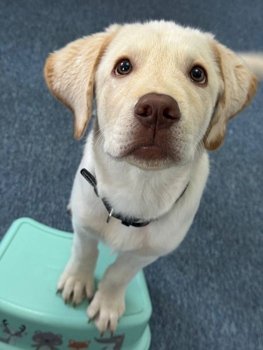 Щенок лабрадора для семьи, 4 месяца