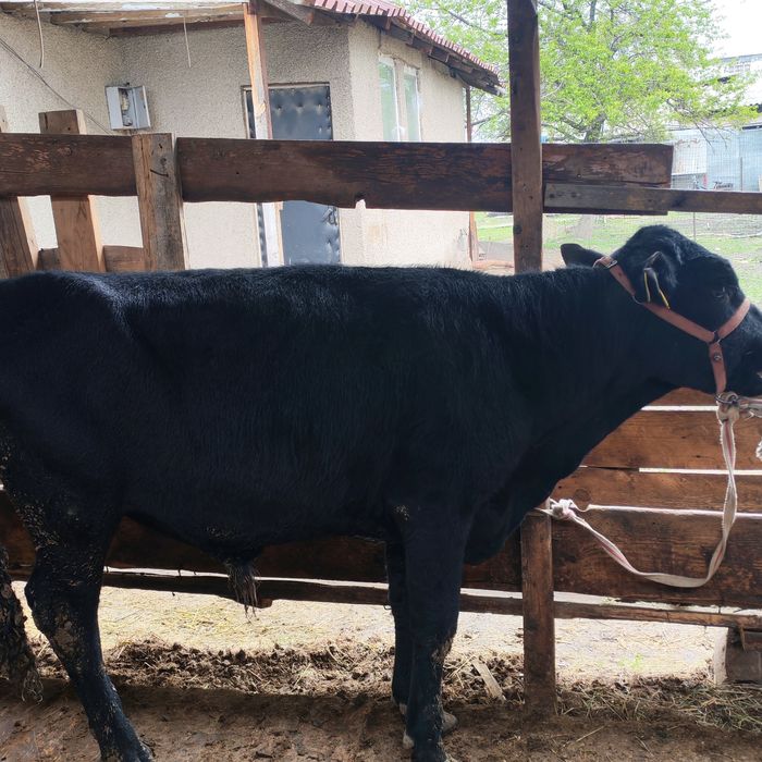 Бык бука сатам парода ангус