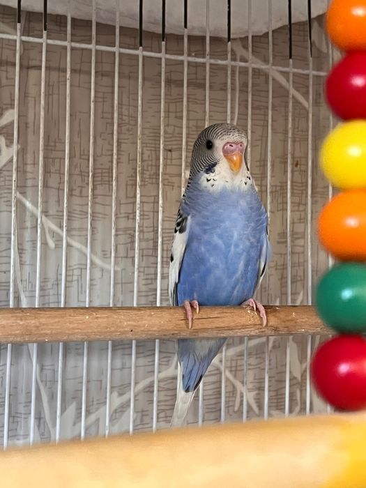 Totiqush Valnisti, Попугай подчех волнистый