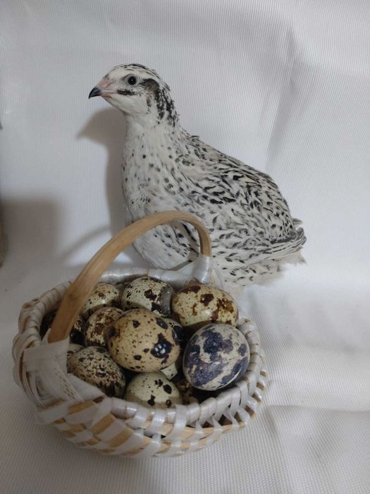 Ouă de prepeliță pentru consum sau incubat.