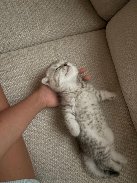 Британский вислоухий котенок