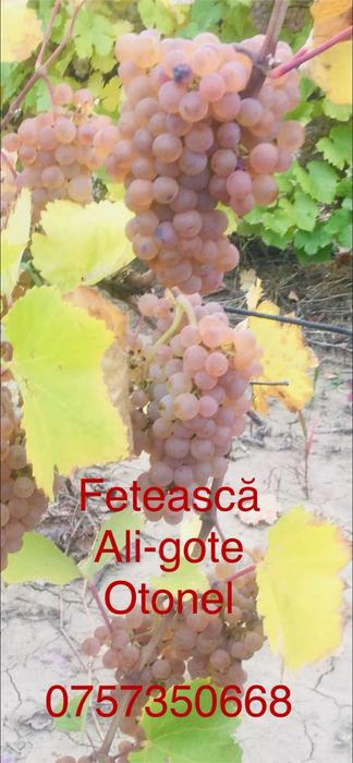 Capsunică struguri de vin