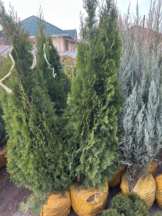 Туя Смарагд. Туя Брабант. Туя шарик. Туя