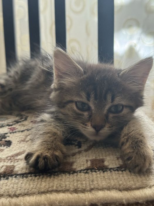 Отдам котенка в добрые руки