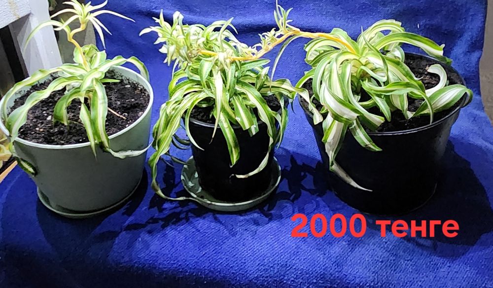 Продам Chlorophytum comosum 'Bonnie'