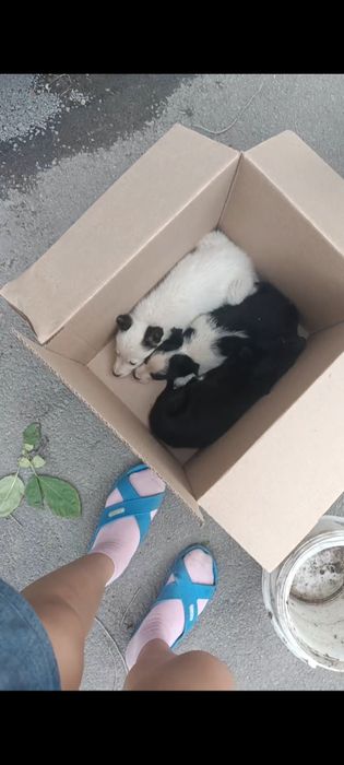 Продам щенков 6шт