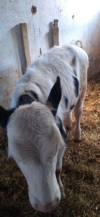 Vițea   de  Vînzare