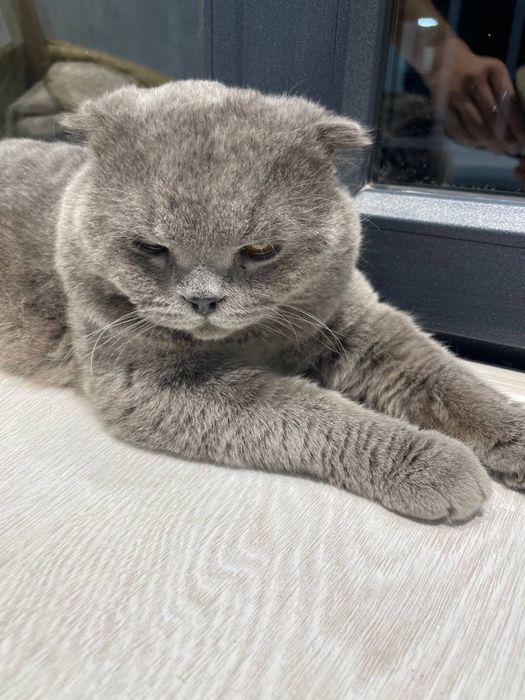 Scottish fold    Sotiladi