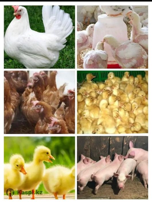 Куры ленгорн декабл уайт поросята мясные