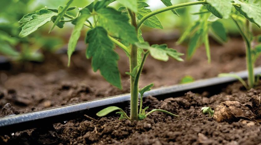 Vând Banda Picurare Legume Porumb 6mil 8mil 10mil 12 mil 500-3000metri