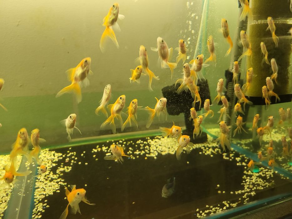 Продам золотых рыбок