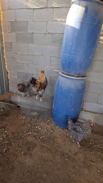 Продам или поменяю на курочек ..