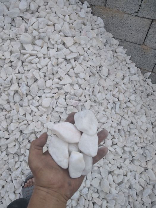 Горний белый галка